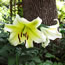 Lilium Bright Star